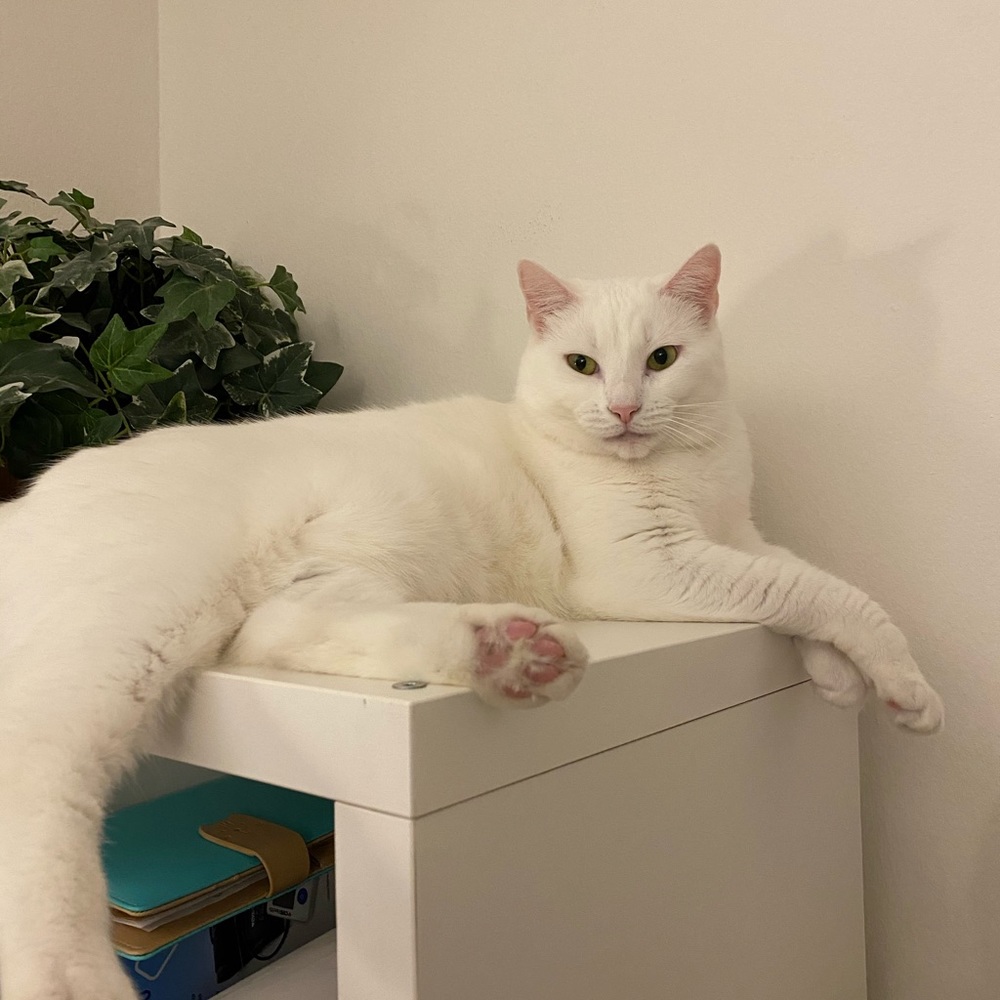 Meet your Posher, Miki